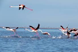 نجات تالاب گمیشان با مشارکت جوامع محلی کلید خورد