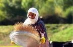 طرح توانمندسازی زنان روستایی لرستان برای کاهش فقر و اشتغال‌زایی