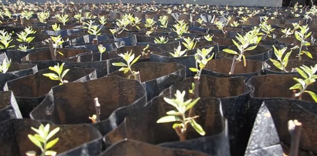 تولید ۵۰۰۰ نهال در نهالستان منابع طبیعی کبودراهنگ