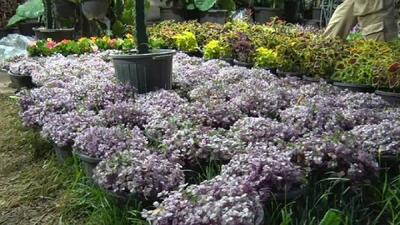 نمایشگاه گل و گیاه هشتگرد با استقبال چشمگیر پایان یافت