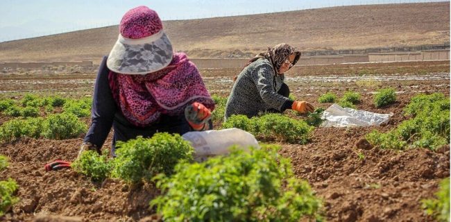 حمایت از کارآفرینی بانوان جوان در حوزه کشاورزی