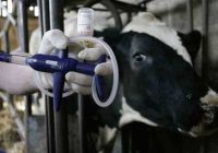 هشدار دامپزشکی خوزستان؛ تب برفکی ۱۰ شهر استان را فرا گرفت