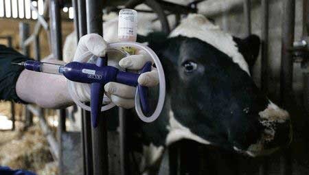 هشدار دامپزشکی خوزستان؛ تب برفکی ۱۰ شهر استان را فرا گرفت