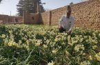 کشاورز خوافی با گل نرگس، الگویی برای کشاورزی کم‌آب و درآمدزا در شرق کشور شد