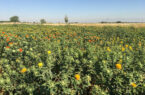 پژوهشگران آذربایجان شرقی دو رقم جدید برای توسعه کشت گیاهان روغنی را معرفی کردند پژوهشگران آذربایجان شرقی دو رقم جدید برای توسعه کشت گیاهان روغنی را معرفی کردند