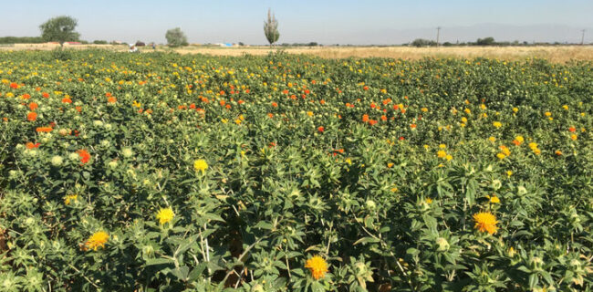 پژوهشگران آذربایجان شرقی دو رقم جدید برای توسعه کشت گیاهان روغنی را معرفی کردند