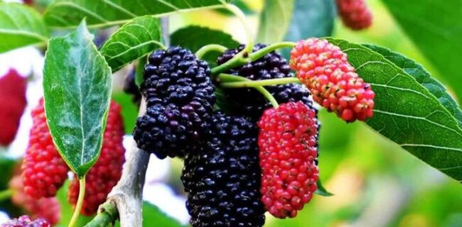 پیش بینی برداشت ۲۰۰ تن توت در آذربایجان غربی