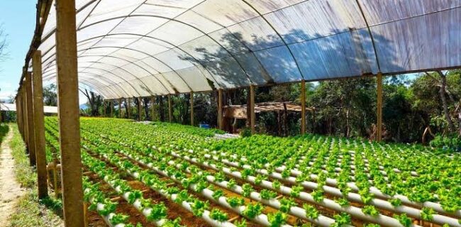 رشد تولیدات گلخانه‌ای در آذربایجان غربی