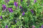 احداث نهالستان اختصاصی گیاهان دارویی در اردبیل احداث نهالستان اختصاصی گیاهان دارویی در اردبیل