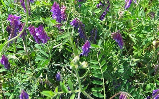 احداث نهالستان اختصاصی گیاهان دارویی در اردبیل