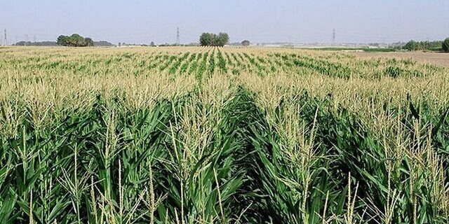 مزارع ذرت چهارمحال و بختیاری در معرض خطر آفت برگ‌خوار است