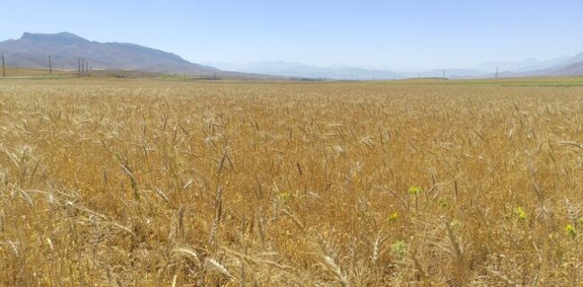 آغاز برداشت گندم در چهارمحال و بختیاری