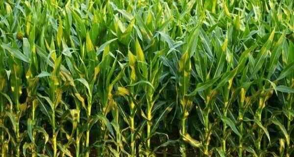 انتقال یافته‌های تحقیقاتی ذرت علوفه‌ای برای افزایش بهره‌وری آب و تولید در تهران