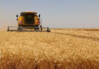 آغاز برداشت غلات از تنها دیمزارهای استان سمنان/ فعالیت ۸۰ کمباین در کالپوش آغاز برداشت غلات از تنها دیمزارهای استان سمنان/ فعالیت ۸۰ کمباین در کالپوش