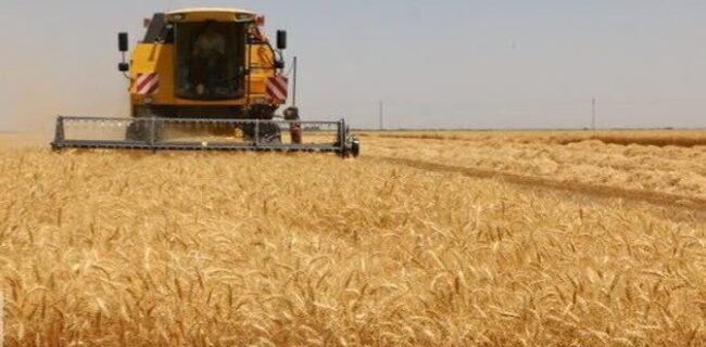 آغاز برداشت غلات از تنها دیم‌زارهای استان سمنان/ فعالیت ۸۰ کمباین در کالپوش